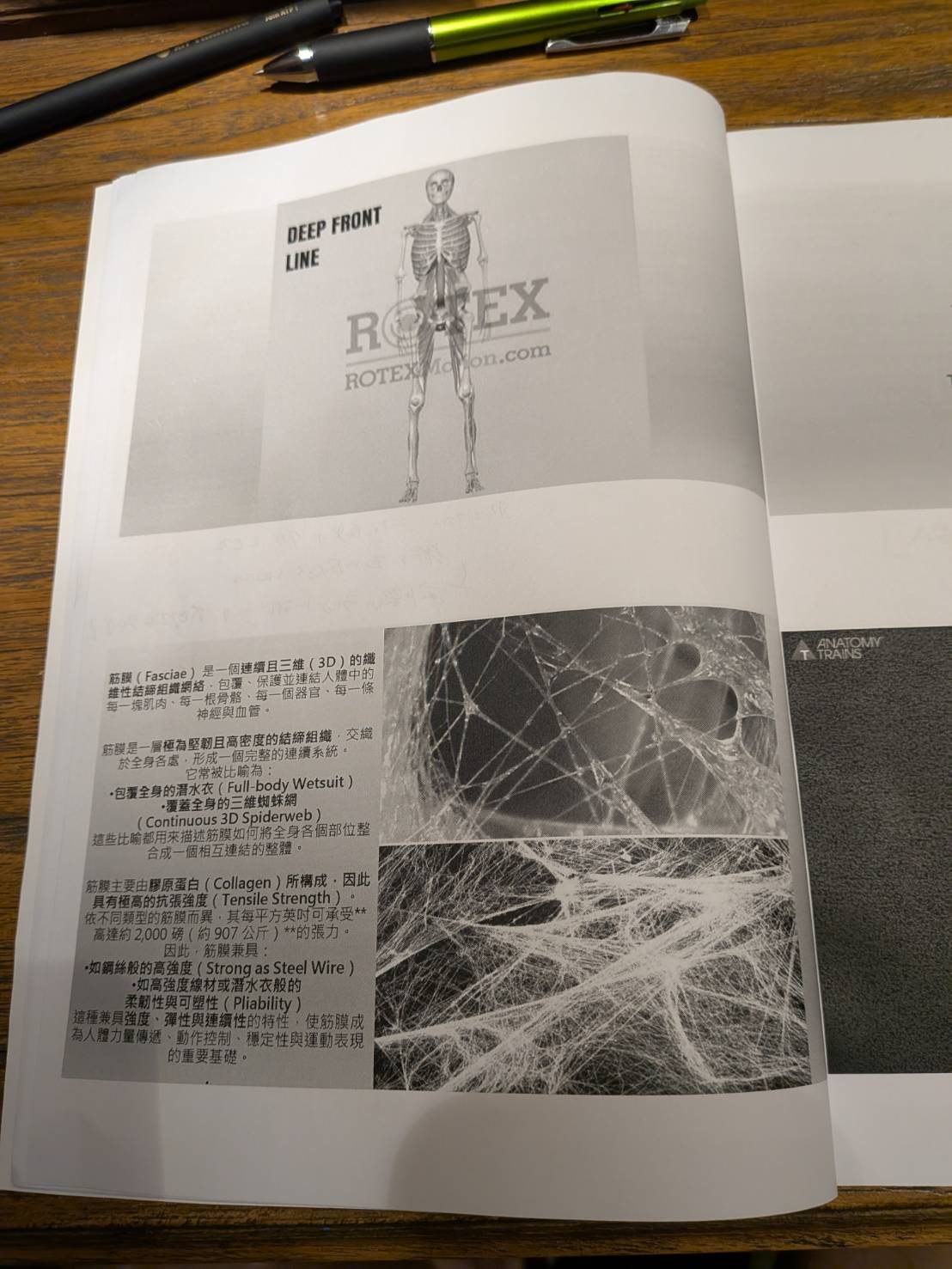 配布資料に載っていた筋膜の顕微鏡写真。クモの巣状に張りめぐらされている